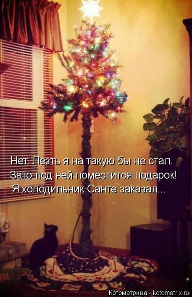 Лучшие котоматрицы недели (50 фото)