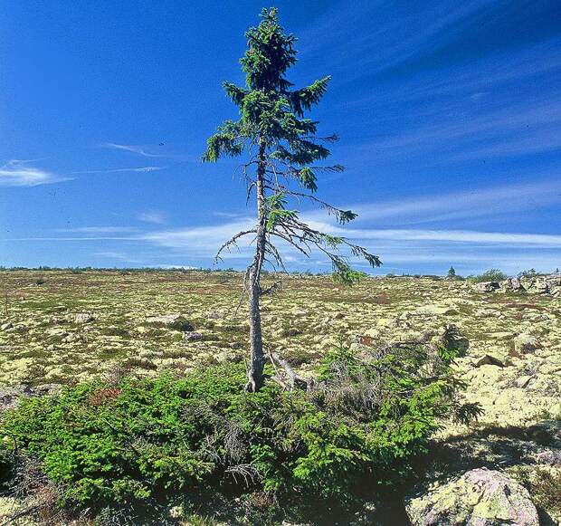 http://factspy.net/wp-content/uploads/2011/10/oldest-tree.jpg