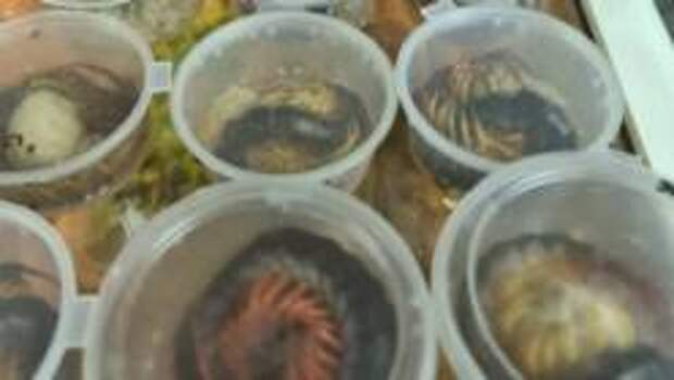 Турист привёз в Москву из Таиланда 140 ядовитых змей, слизней и моллюсков