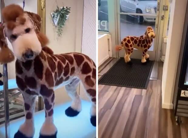 Парень из обычного пушистого пса сделал жирафа, чем вызвал бурную реакцию в интернете