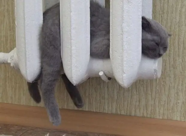 Bigpicture ru cats being weird weirdlilguys 6242d173a0bec 700