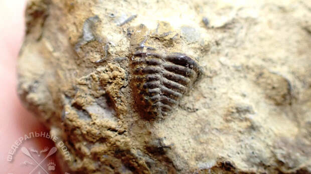 Окаменелые находки / Фото: официальный сайт Тигирекского заповедника