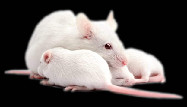 Переливание молодой крови замедлило старение мышей