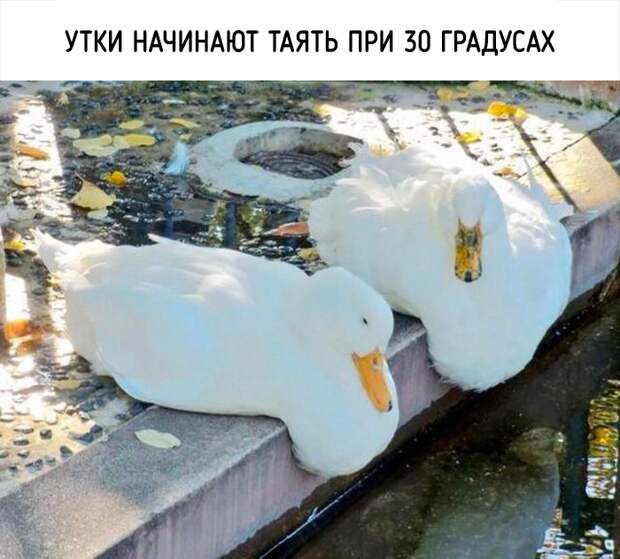 20 удивительных фактов о животных, о которых вы не знали