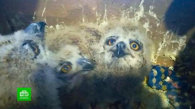 Ленинградские орнитологи взялись за спасение филинов