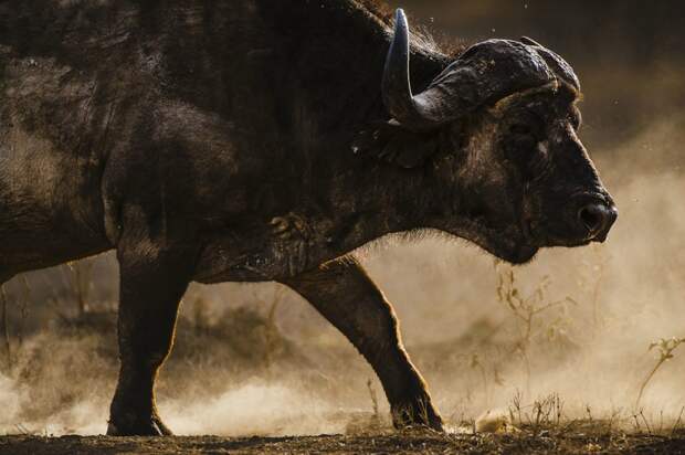 wildlife
