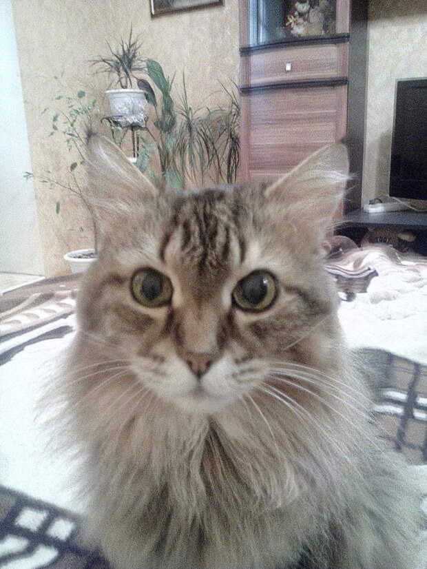 Кот Кузя  девушки, кот, текст