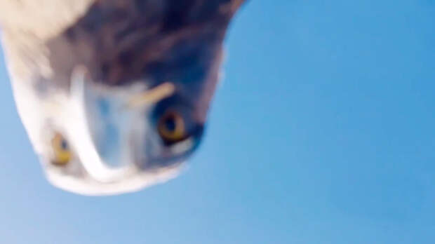 В Турции орел украл беспилотник и унес на вершину горы