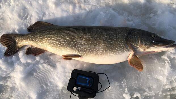 Щука против рыбака: Андрей Вассын завершил сезон трофеем в 10 кг