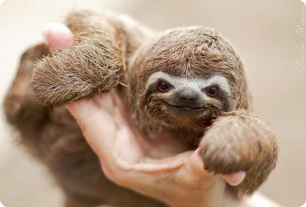 Трехпалые ленивцы (лат. Bradypus tridactylus)