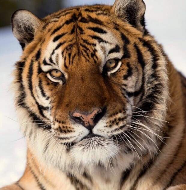 Дикие кошки