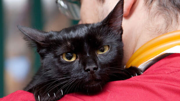 Что собаке побоку, то коту смерть: Хозяин заразил питомца коронавирусом