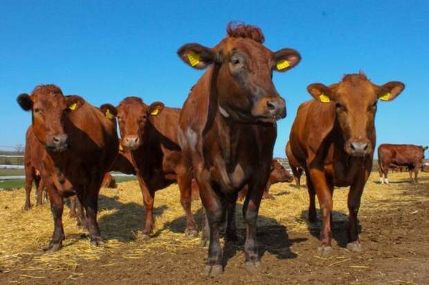 Красная степная порода коров - самая молочная порода. Рекорд принадлежит корове Морошке (Омская область) - 12426 кг молока в год буренки, животные, интересное, коровы, красота, породы