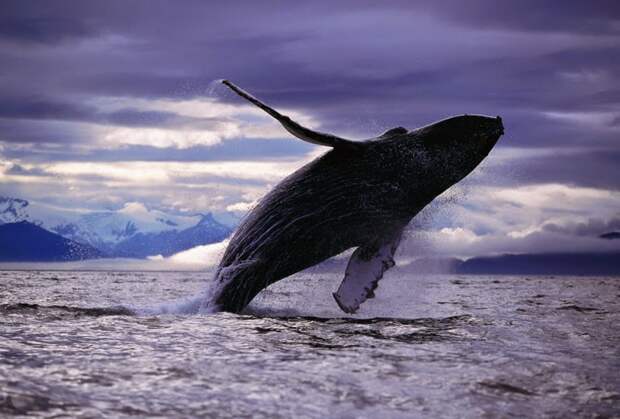 Моряк в открытом океане спас кита, запутавшегося в сетях