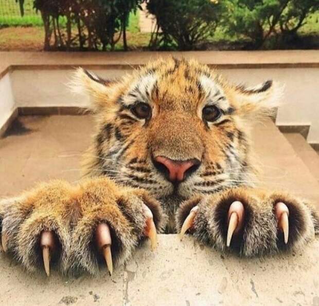 Дикие кошки