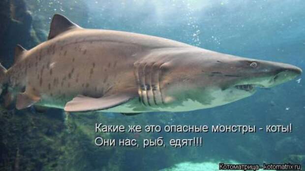 Котоматрицы(картинки с надписями)