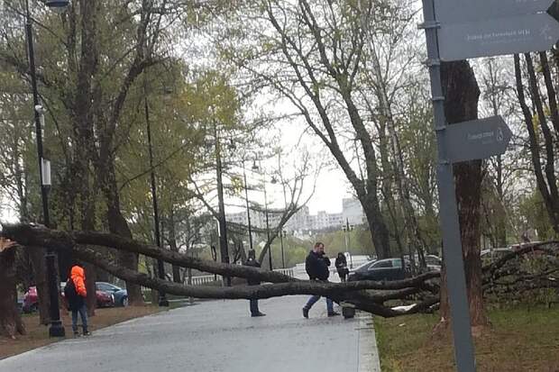 «Два человека госпитализированы»: из-за ураганного ветра в Москве падают деревья и вылетают стекла на балконах