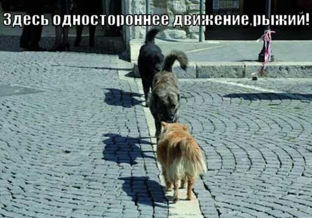 Прикольные фото собак с надписями