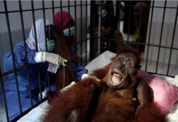 На Суматре самка орангутанга до последнего спасала детеныша