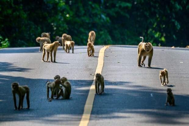 Thailand macaques monkey