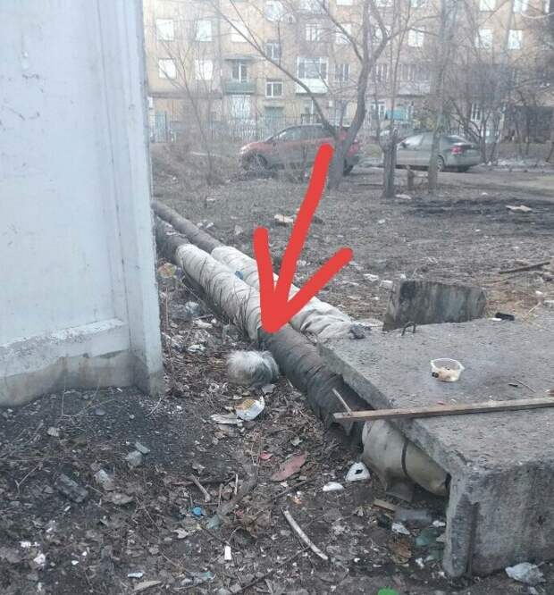 Породистого больного пса выкинули у теплотрассы инвалид, китайская хохлатая, порода, приют, собака, спинальник