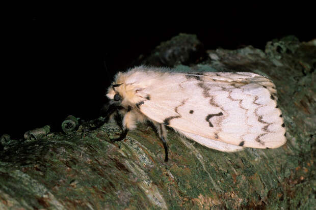 The Guardian: ученые пометят 10 тысяч мотыльков с помощью клея для ресниц