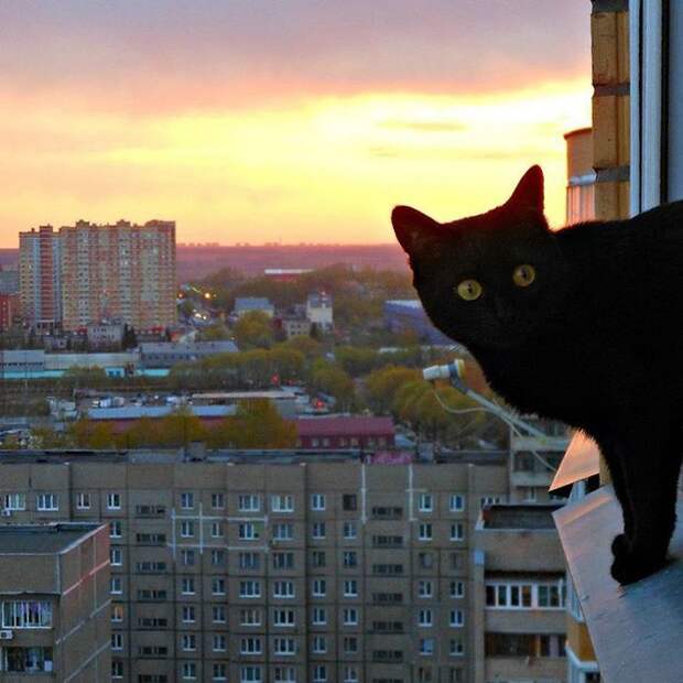Черные кошки: развеиваем мифы и смотрим фото