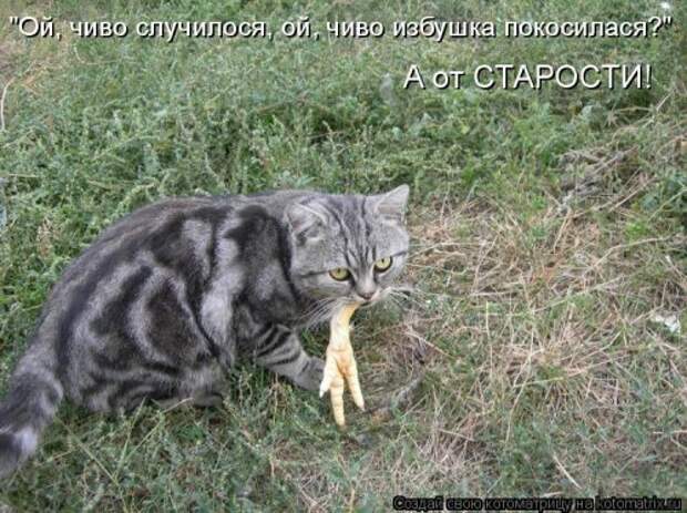 Свежая котоматрица (32 фото)