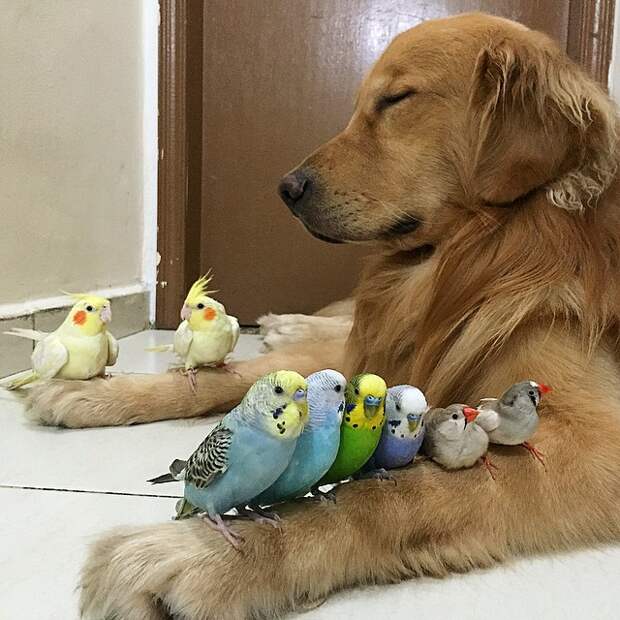 собака, 8 попугаев и хомяк 