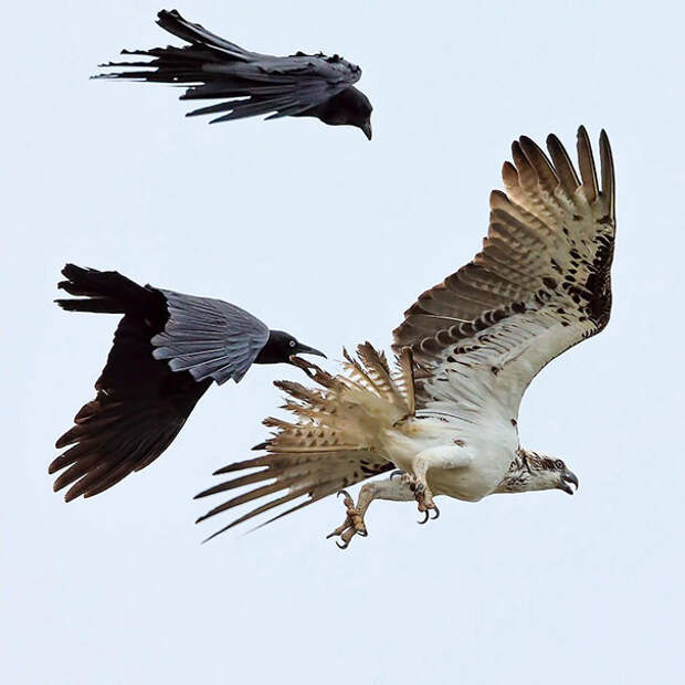 Австралийские вороны и восточная скопа - фото говорит само за себя вороны, животные, птицы, фото