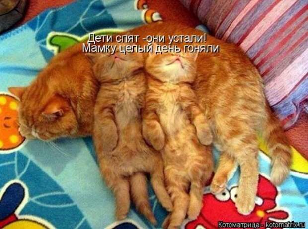 Свежая котоматрица (32 фото)
