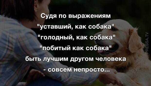 Анекдоты субботы и лучший друг человека