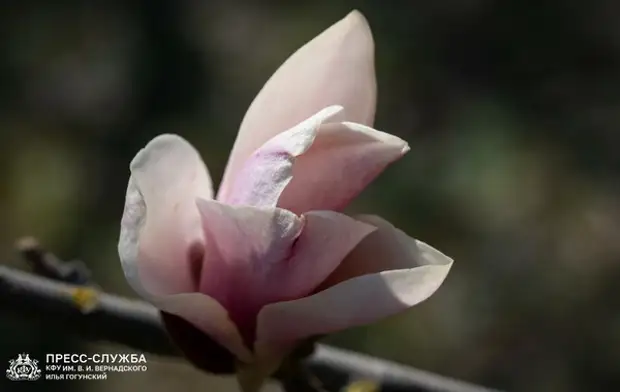По графику: в Ботаническом саду КФУ зацвела магнолия