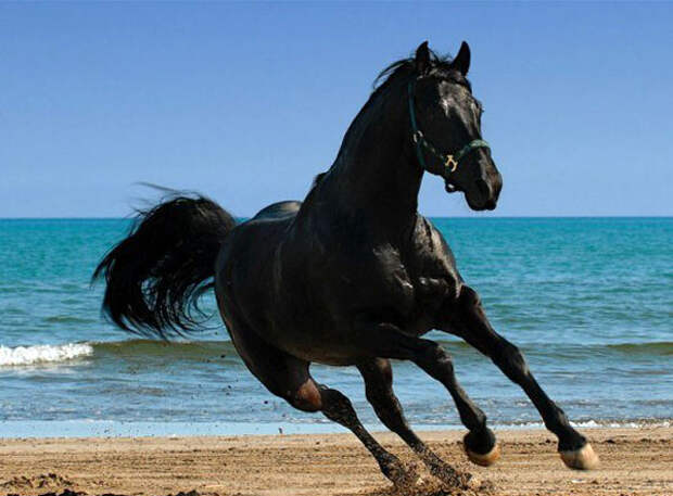 самые красивые лошади мира фото