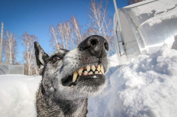 Друзья, но с зубами: 10 самых опасных собак, с которыми нужно держать ухо востро