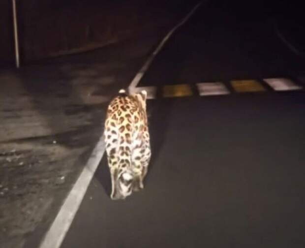 Молодой леопард устроил прогулку вдоль проезжей части в Приморье