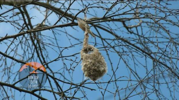 В Петербурге на ветках дерева появились "варежки"