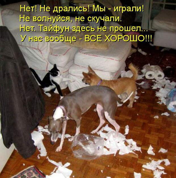 Лучшие котоматрицы недели Лучшие котоматрицы недели
