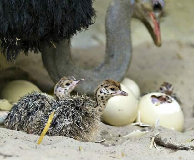 Избежать гибели, постоять за себя и свое потомство страусы вполне способны / Фото: dachadesign.ru