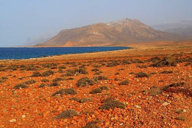 Удивительный остров Сокотра Socotra17 Удивительный остров Сокотра