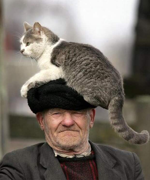 Картинки по запросу старик и кот в деревне