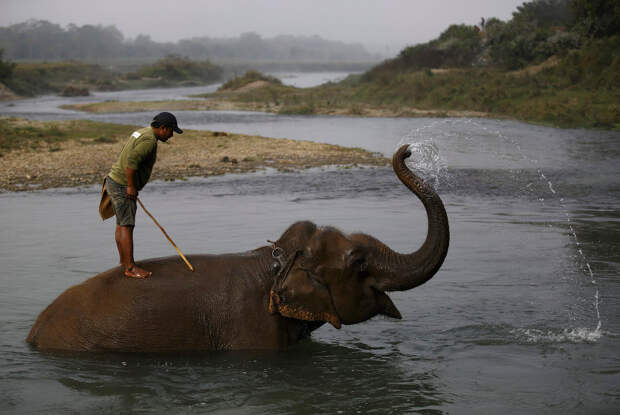 NEPAL-ANIMALS