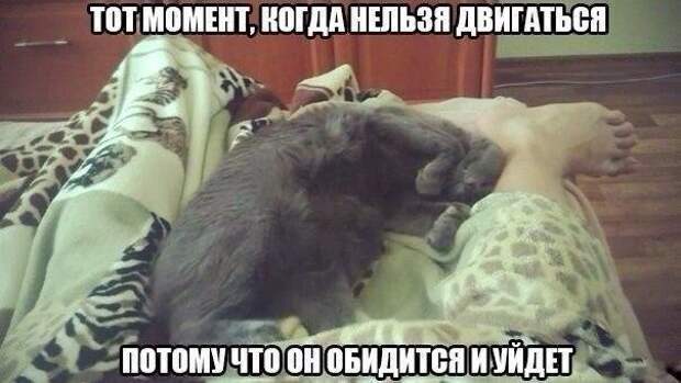 Смешные фото приколы и мемы с котами и кошками Смешные фото приколы и мемы с котами и кошками животные, коты, прикол, юмор