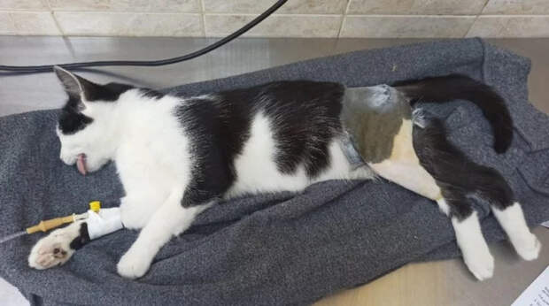 Без кота и жизнь не та