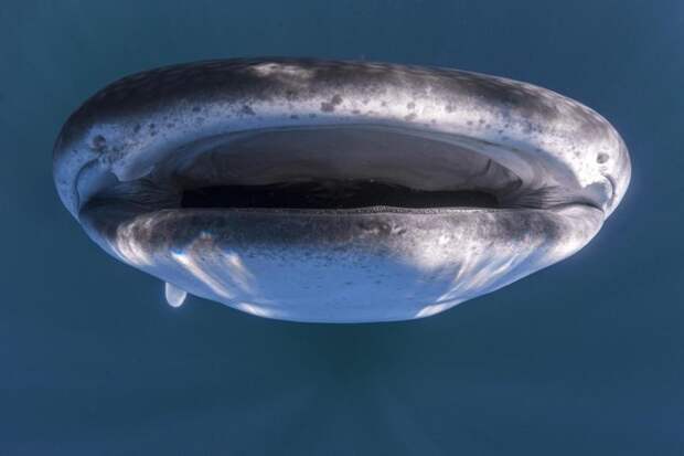 Гигантская китовая акула с огромным ртом подплыла под лодку с туристами австралия, акула, вода, залив, тигровая, фото