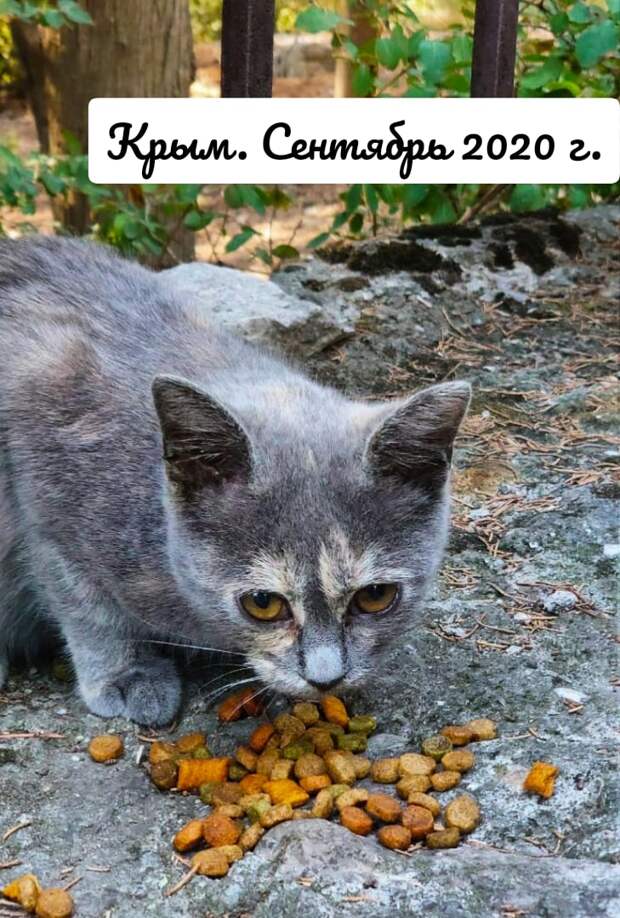 Возьмите маленькую домой! Ну, посмотрите, какая она славная!