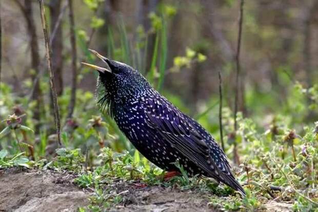 Скворцы картинки.