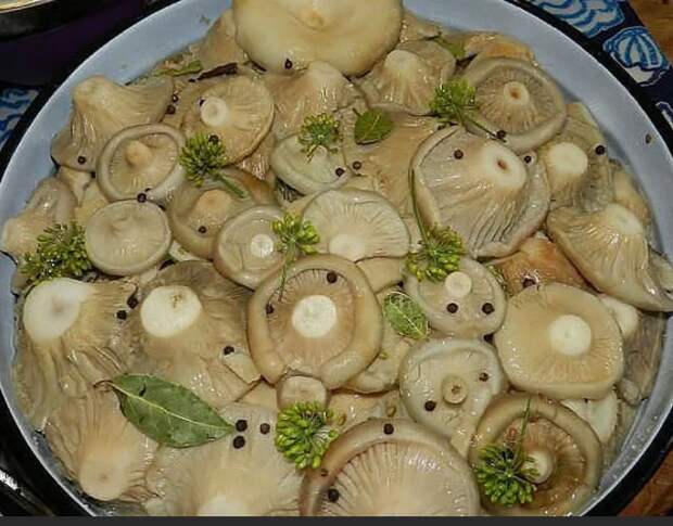Пятьдесят оттенков соленого. Ферментация грибов.