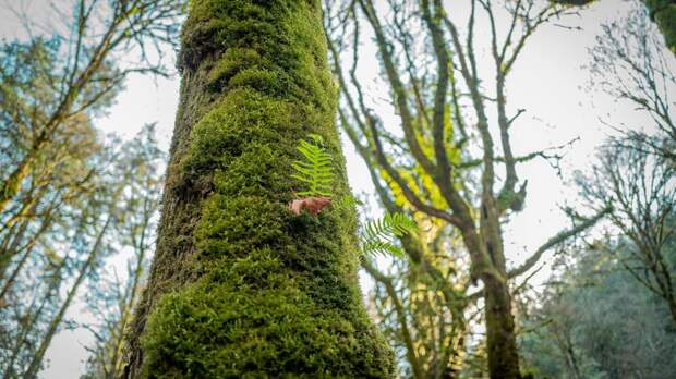 Почему мох растёт на северной стороне: простой ответ для детей