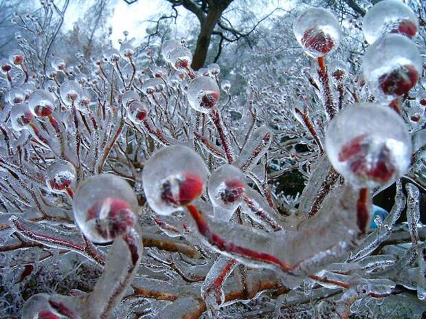 Ледяное вдохновение — 23 фото интересных образований изо льда Icebeauty08 800x599 Ледяное вдохновение — 23 фото интересных образований изо льда